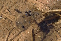 Baja California Treefrog eggs