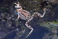 Baja California Treefrog 