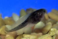 Baja California Treefrog tadpole