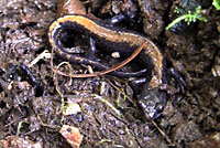 Coeur d'Alene Salamander