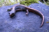 Larch Mountain Salamander