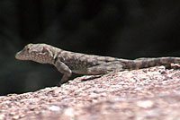 Mearns' Rock Lizard