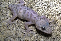 Peninsular Leaf-toed Gecko