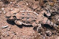 Southern Desert Horned Lizard