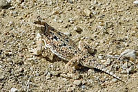 Southern Desert Horned Lizard