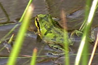 Sierran Treefrog