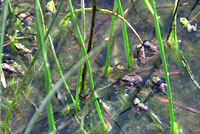 Sierran Treefrog