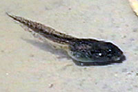 Sierran Treefrog Tadpole