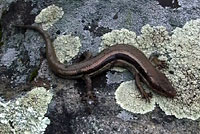 Skilton's Skink