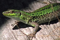 Southern Italian Wall Lizard