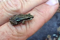 Boreal Chorus Frog