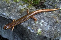 Van Dyke's Salamander