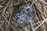 Northern Red-legged habitat 