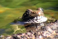 Foothill Yellow-legged Frog