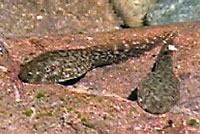 rana boylii tadpole