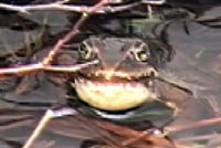 Cascades Frog