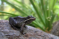 Cascades Frog