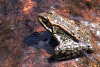 Cascades Frog