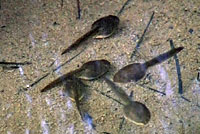 Cascades Frog Tadpoles