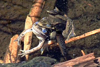 Cascades Frog