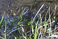 Cascades Frog eggs