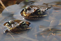 Cascades Frog