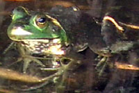 American Bullfrog