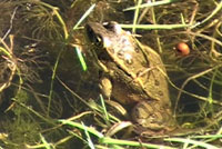 California Red-legged Frog