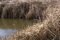 California Red-legged Frog Habitat