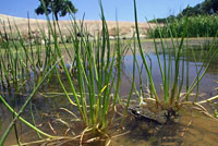 California Red-legged Frog