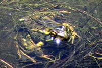 California Red-legged Frog