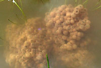 California Red-legged Frog Eggs