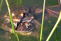 California Red-legged Frog