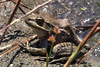 California Red-legged Frog