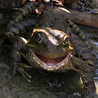 California Red-legged Frog