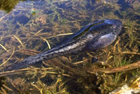 California Red-legged Frog Tadpoles