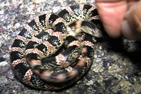 Long-nosed Snake