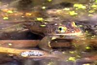 Columbia Spotted Frog