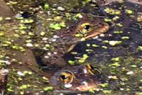 Columbia Spotted Frog