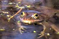 Columbia Spotted Frog