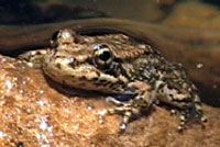 Southern Mountain Yellow-legged Frog 