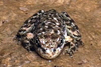 Southern Mountain Yellow-legged Frog 