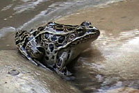 Northern Leopard Frog