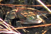 Oregon Spotted Frog