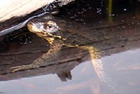 Sierra Nevada Yellow-legged Frog