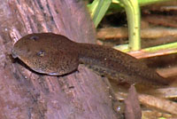 Sierra Nevada Yellow-legged Frog Tadpole