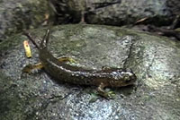 Southern Torrent Salamander