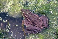 Lowland Leopard Frog 