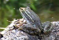 Lowland Leopard Frog 