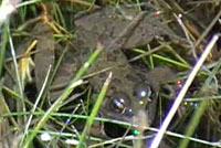 Lowland Leopard Frog